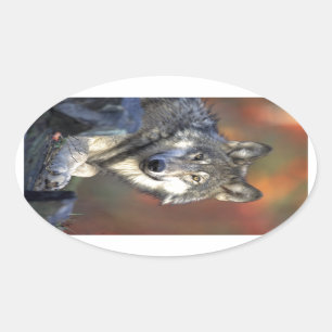 Beautiful Wolf Ovaler Aufkleber