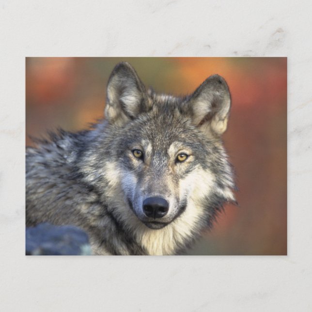 Beautiful Wolf Postkarte (Vorderseite)