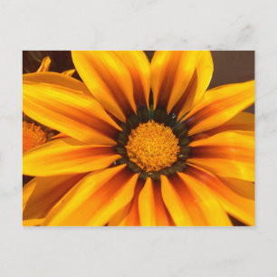 Beautiful Yellow Gazania Postkarte