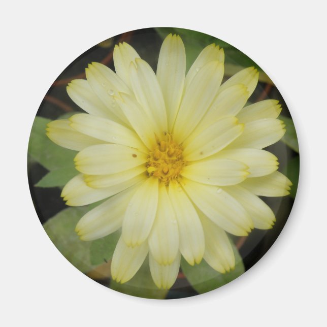 Beautiful Yellow Marigold Magnet (Vorne)