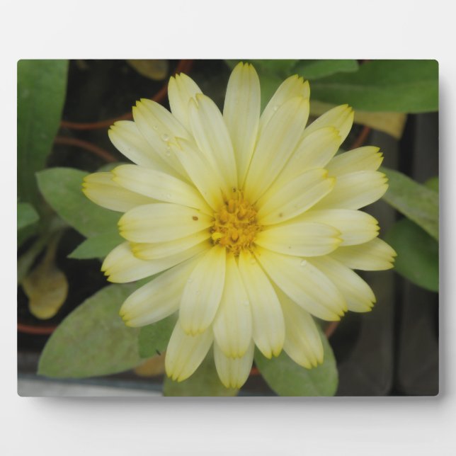 Beautiful Yellow Marigold Plaque Fotoplatte (Vorderseite)