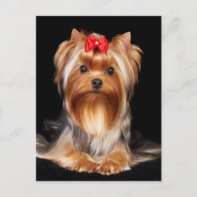 Beautiful Yorkshire Terrier Postkarte (Vorderseite)
