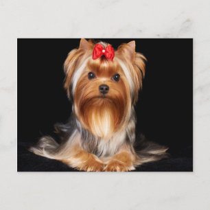 Beautiful Yorkshire Terrier Postkarte