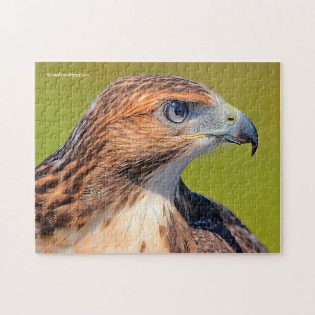 Beautiful Young Red Tail Hawk Puzzle (Horizontal)