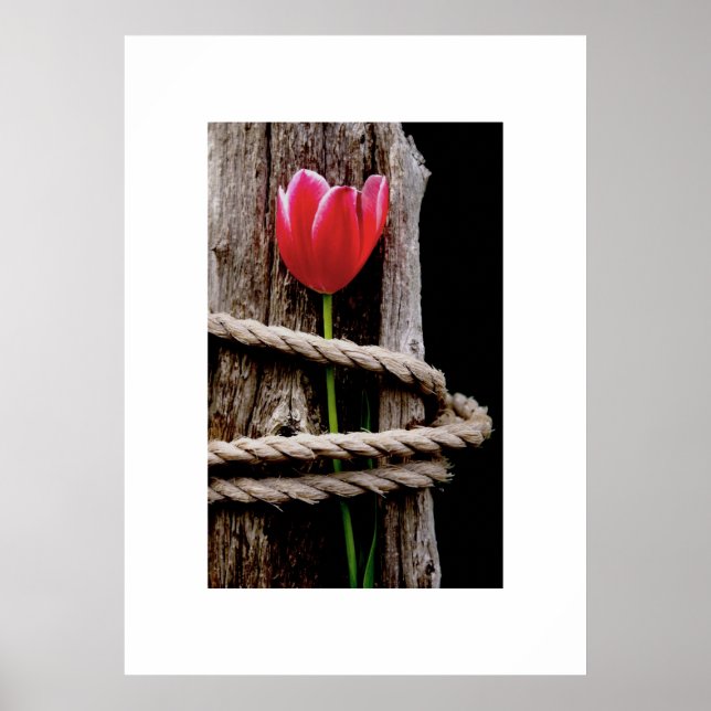 Beauty Held Hostage Poster (Vorne)