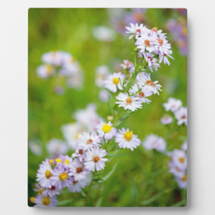 Beauty Line Plaque Fotoplatte