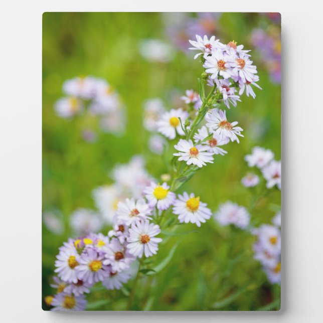 Beauty Line Plaque Fotoplatte (Vorderseite)