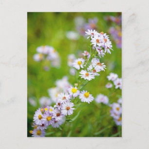 Beauty Line Postkarte