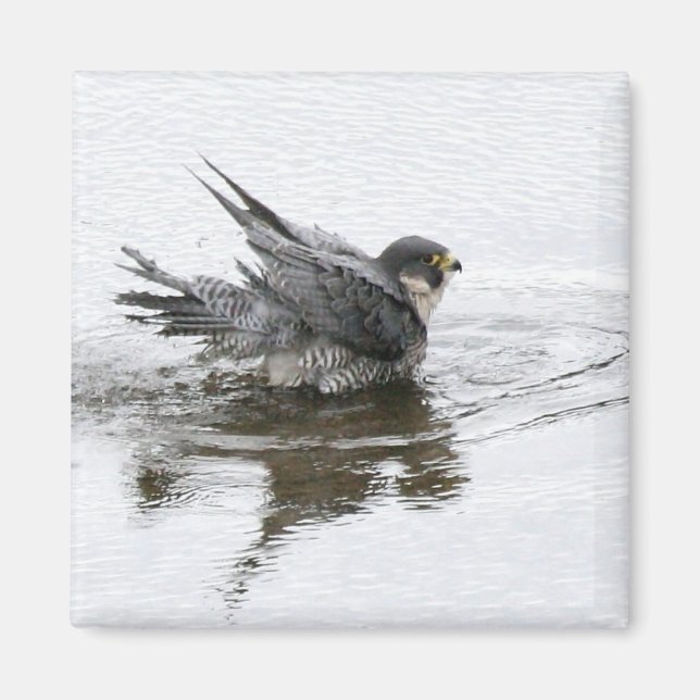 Beauty Magnet (Vorne)