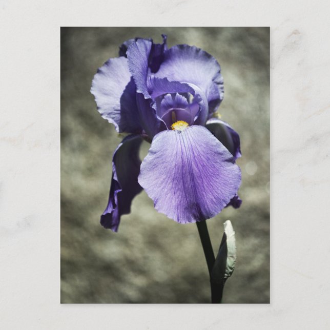 Beauty Postcard Postkarte (Vorderseite)