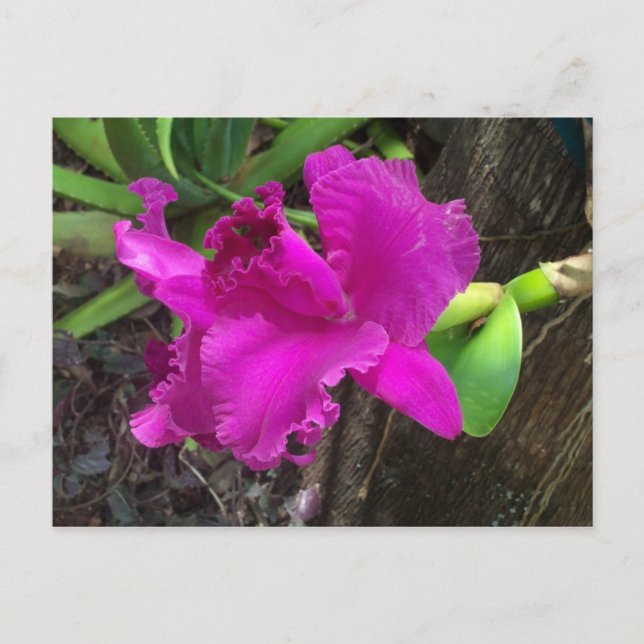 Beauty Postcard Postkarte (Vorderseite)