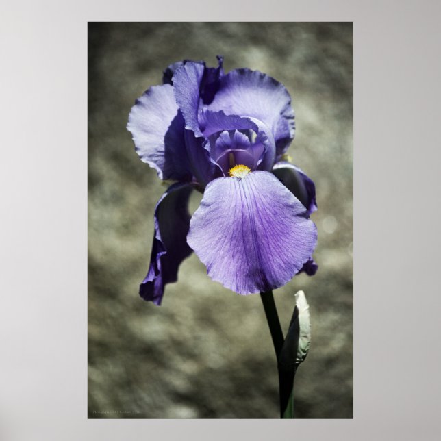 Beauty Print Poster (Vorne)