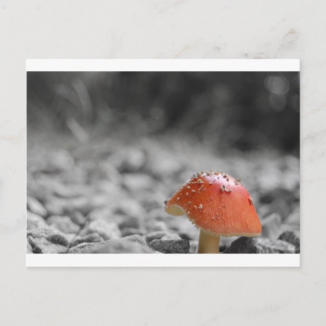 Beauty Shroom Postkarte (Vorderseite)