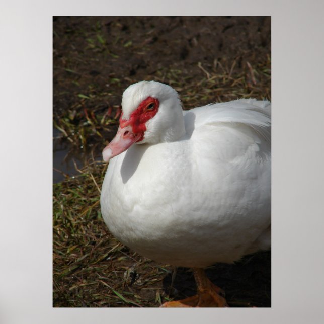 Beauty the Muscovy Hen Poster (Vorne)