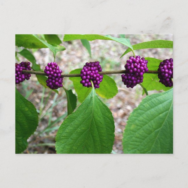 Beautyberry - Verbena Postkarte (Vorderseite)