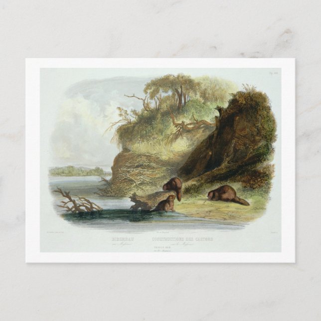 Beaver Hut on the Missouri, Plattform 17 from volu Postkarte (Vorderseite)