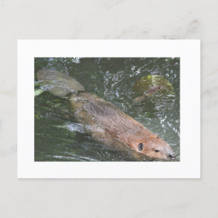 Beaver PostCard Postkarte
