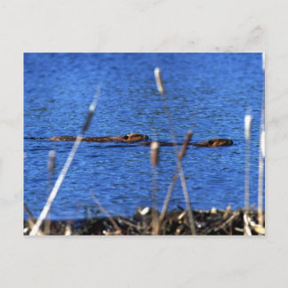 Beaver Postkarte