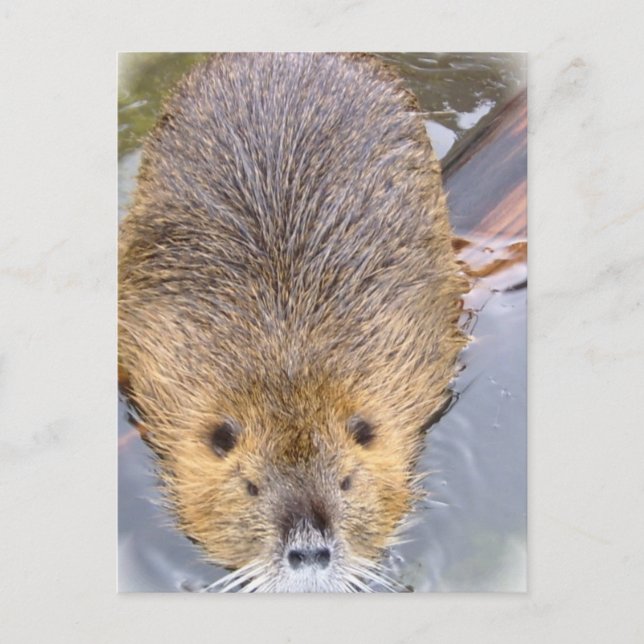 Beaver Postkarte (Vorderseite)