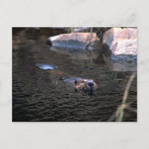 Beaver Postkarte