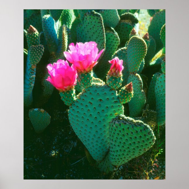 Beavertail Cactus Blume Poster (Vorne)