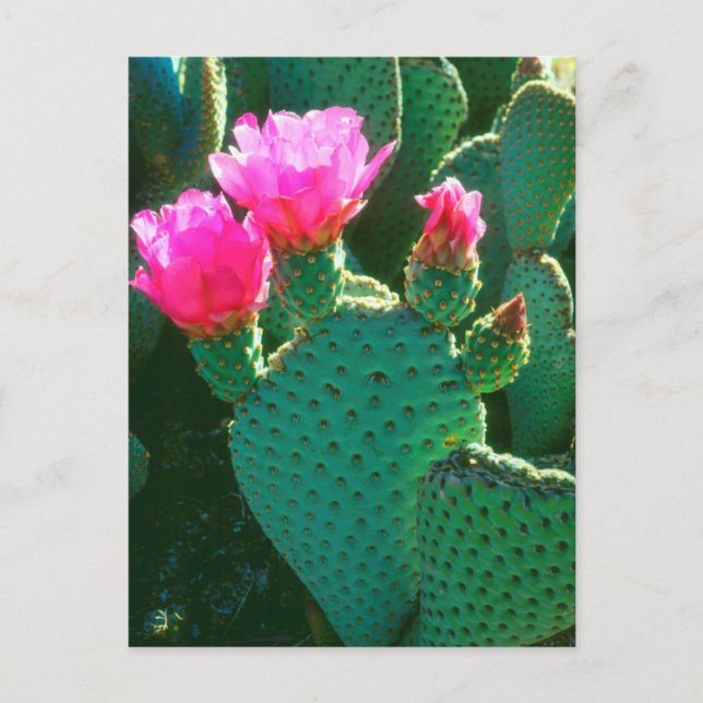 Beavertail Cactus Blume Postkarte (Vorderseite)
