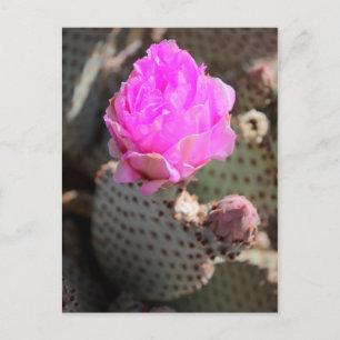 Beavertail Cactus Postcard Postkarte
