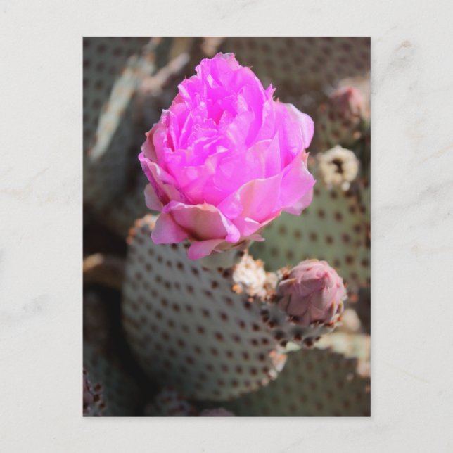 Beavertail Cactus Postcard Postkarte (Vorderseite)