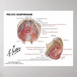 Beckendiaphragma von Netter - beschriftete Grafik Poster