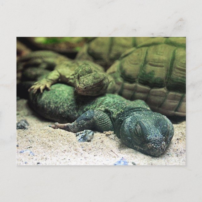 Bed Buddies Postcard Postkarte (Vorderseite)