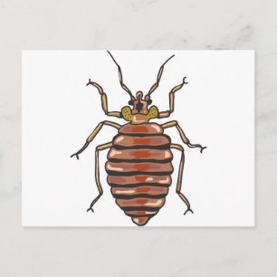 Bed Bug Sketch Postkarte
