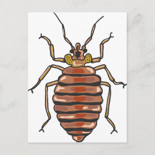 Bed Bug Sketch Postkarte