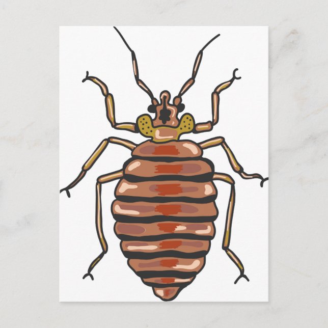 Bed Bug Sketch Postkarte (Vorderseite)
