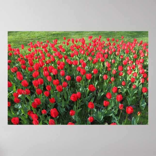 Bed of Red Tulips 01 Poster (Vorne)
