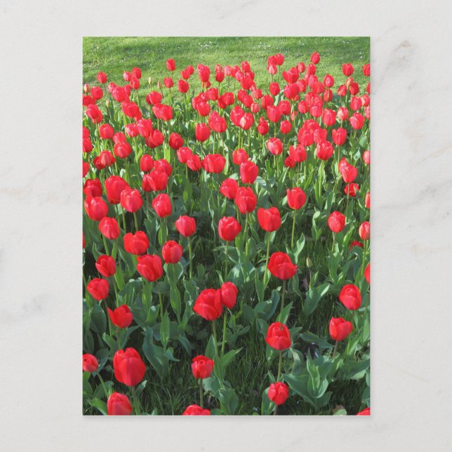 Bed of Red Tulips 01 Postkarte (Vorderseite)