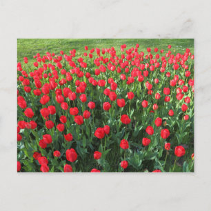 Bed of Red Tulips 01 Postkarte