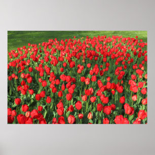 Bed of Red Tulips 02 Poster