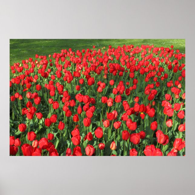 Bed of Red Tulips 02 Poster (Vorne)