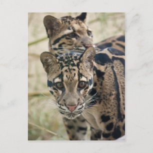 Bedeckte Leoparden Postkarte