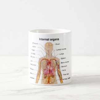 Bedeutende innere Organe im menschlicher Kaffeetasse