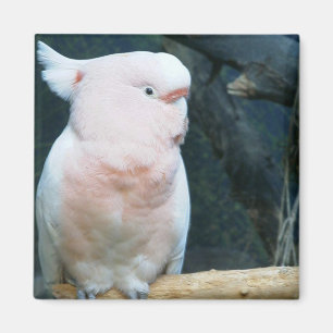 Bedeutender Mitchell Cockatoo Magnet