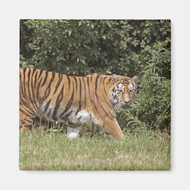 Bedfordshire, England 2 Magnet (Vorne)