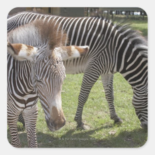 Bedfordshire, England Quadratischer Aufkleber