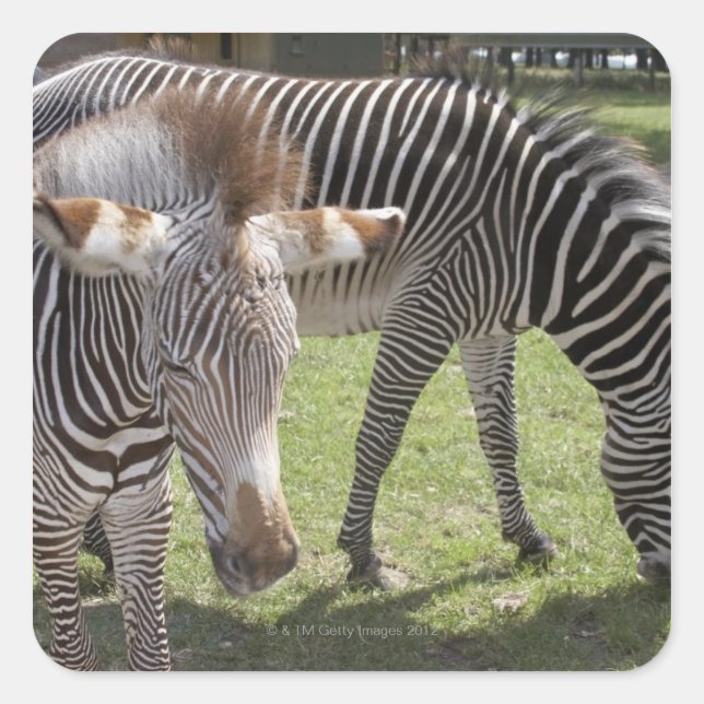 Bedfordshire, England Quadratischer Aufkleber (Vorderseite)