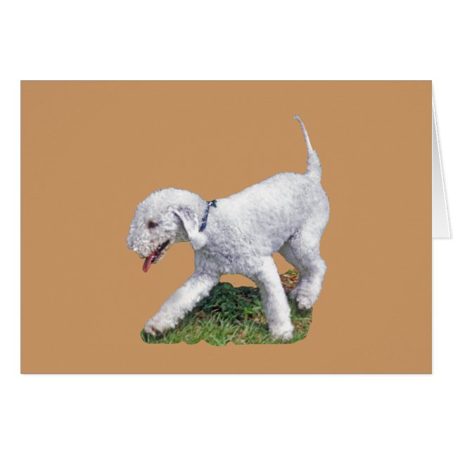 Bedlington Terrier (Vorderseite (Horizontal))