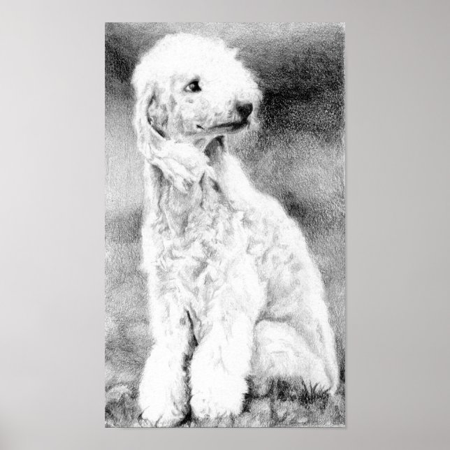 Bedlington Terrier Dog Portrait Poster Print (Vorne)