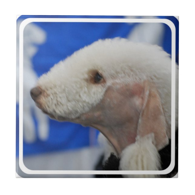 Bedlington Terrier Fliese (Vorderseite)