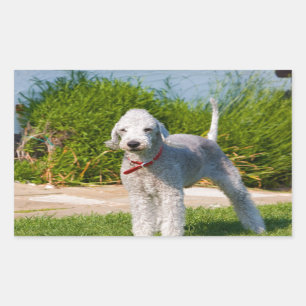 bedlington-terrier-full.png rechteckiger aufkleber