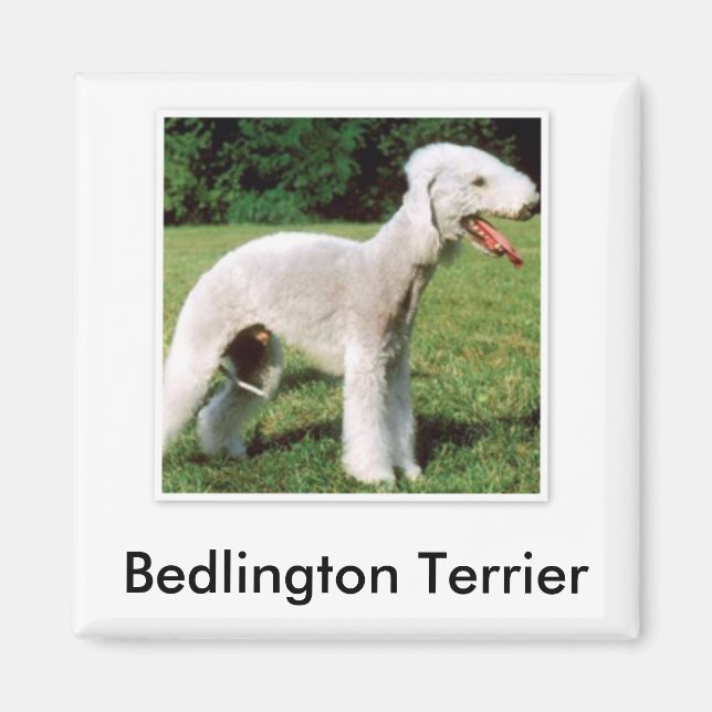 Bedlington Terrier Magnet (Vorne)