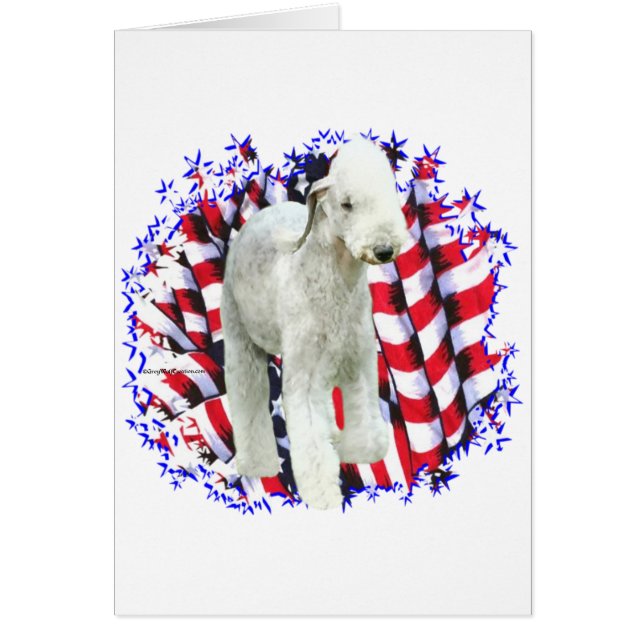 Bedlington Terrier Patriot (Vorne)